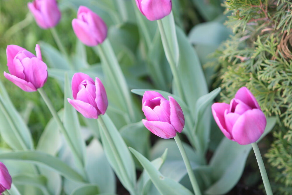 фото автора. просто доя красоты, чтобы морщины от напряжения не образовались