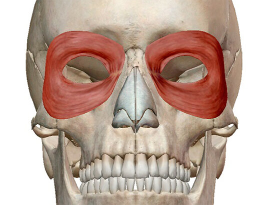 Круговая мышца глаза (Musculus orbicularis oculi).
