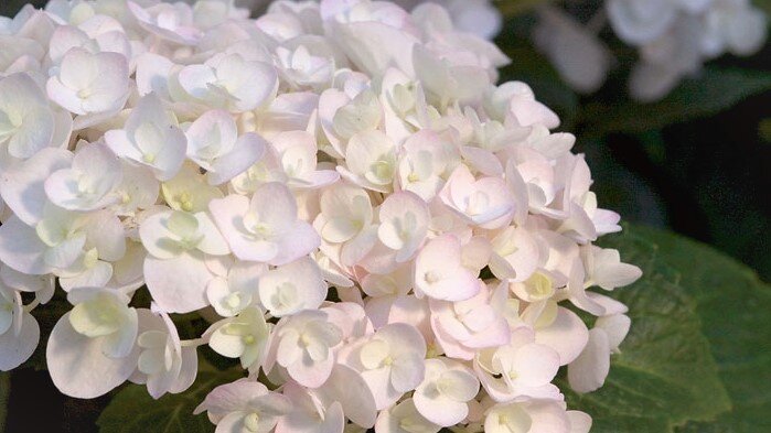 Блашинг Брайд (Blushing Bride)
