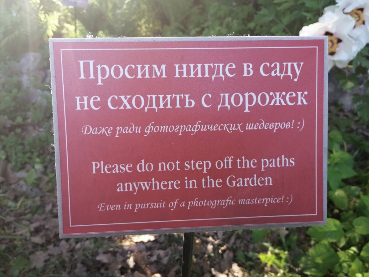 рододендрон ударение в слове