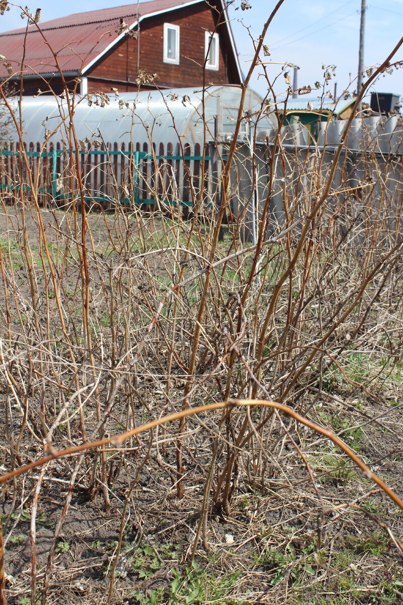 Малина обыкновенная