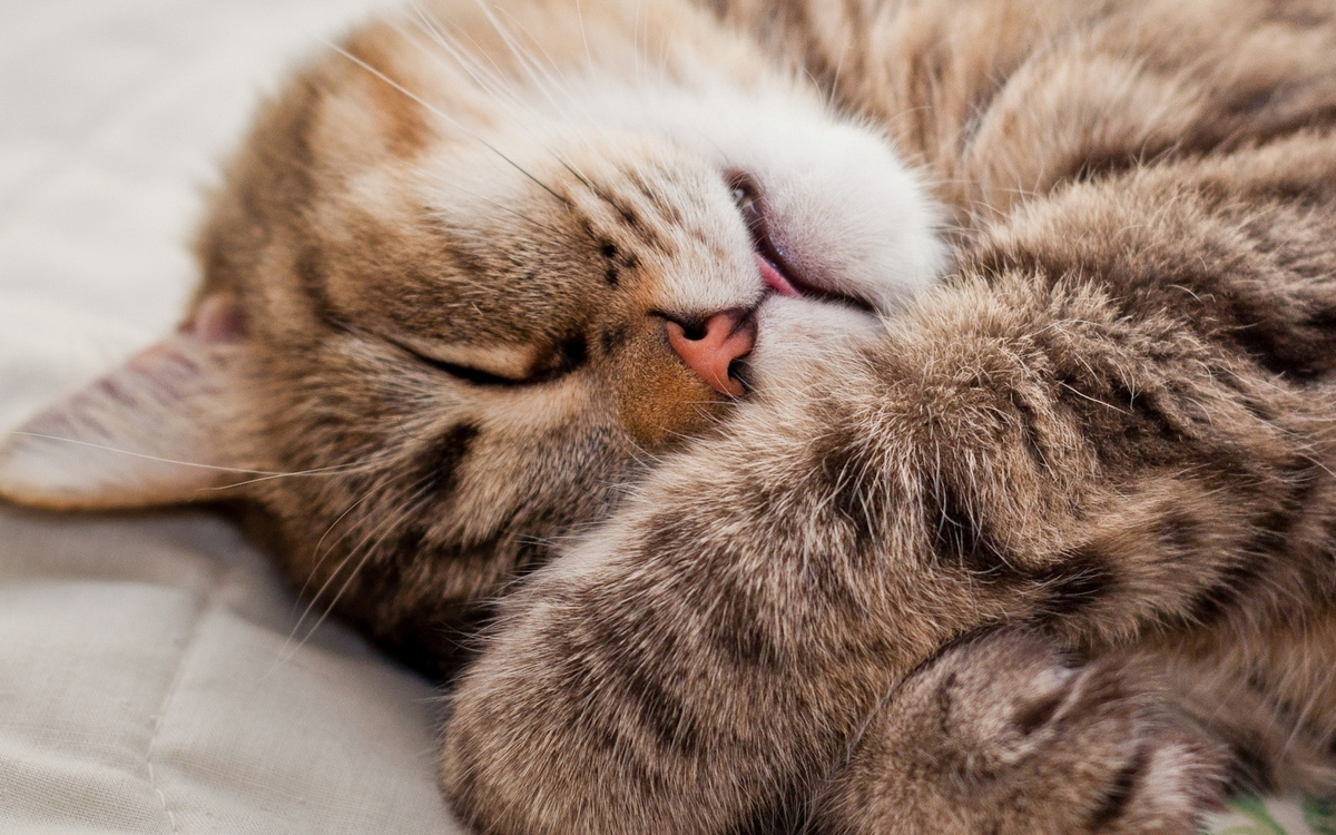 Фото с сайта: http://www.rabstol.net/oboi/cats/9918-kot-spit.html