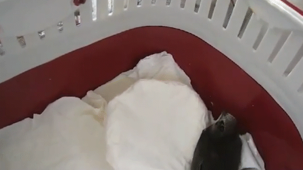 Стриж в переноске для кошек.