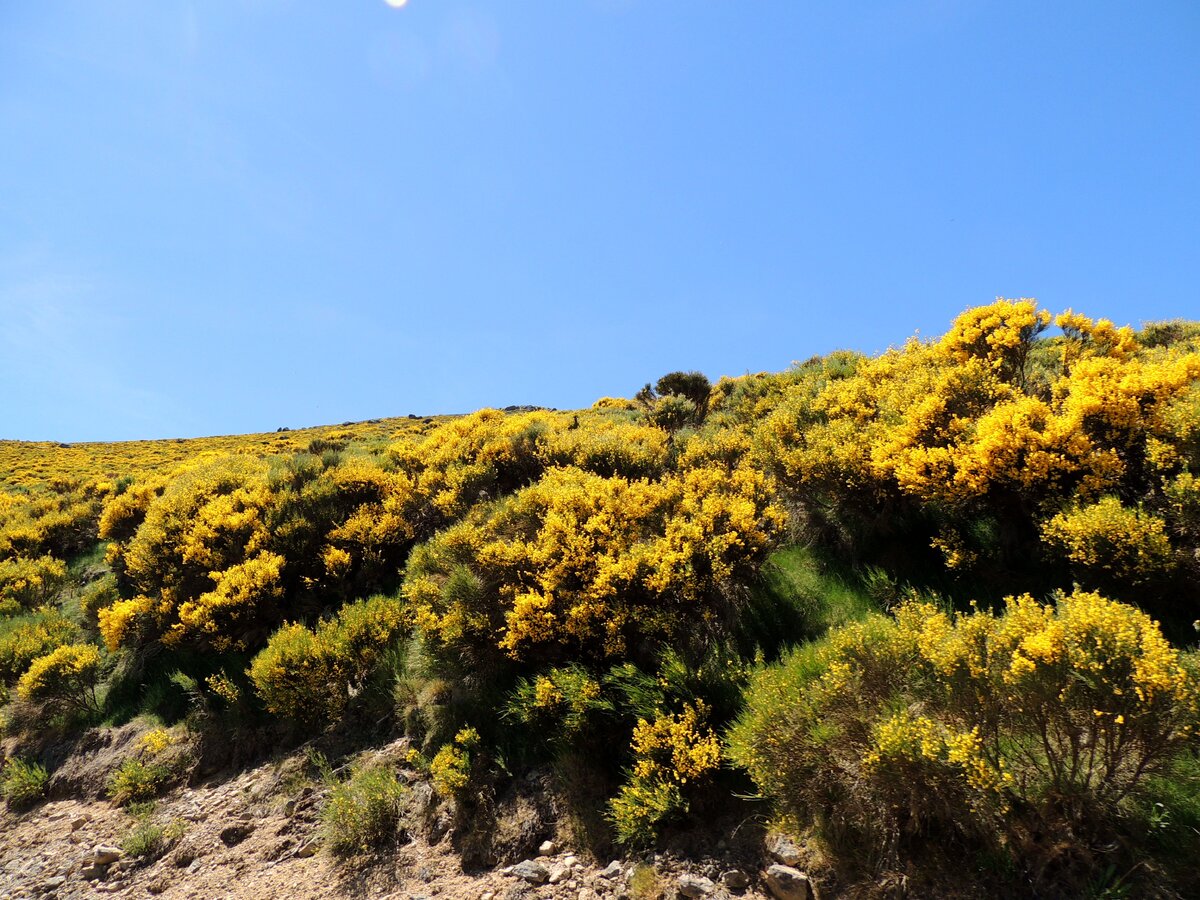 Цветущие кусты с яркими жёлтыми цветами повсюду вдоль дорог.