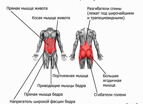 Синдром квадратной мышцы поясницы