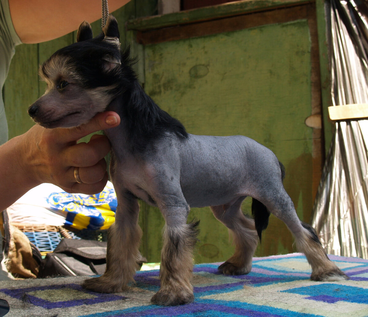 Амаретто Нежный Поцелуй(Рокки) в два месяца. 