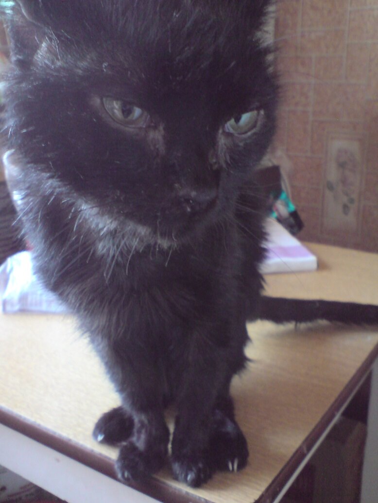 Котеич до удаления глаза.