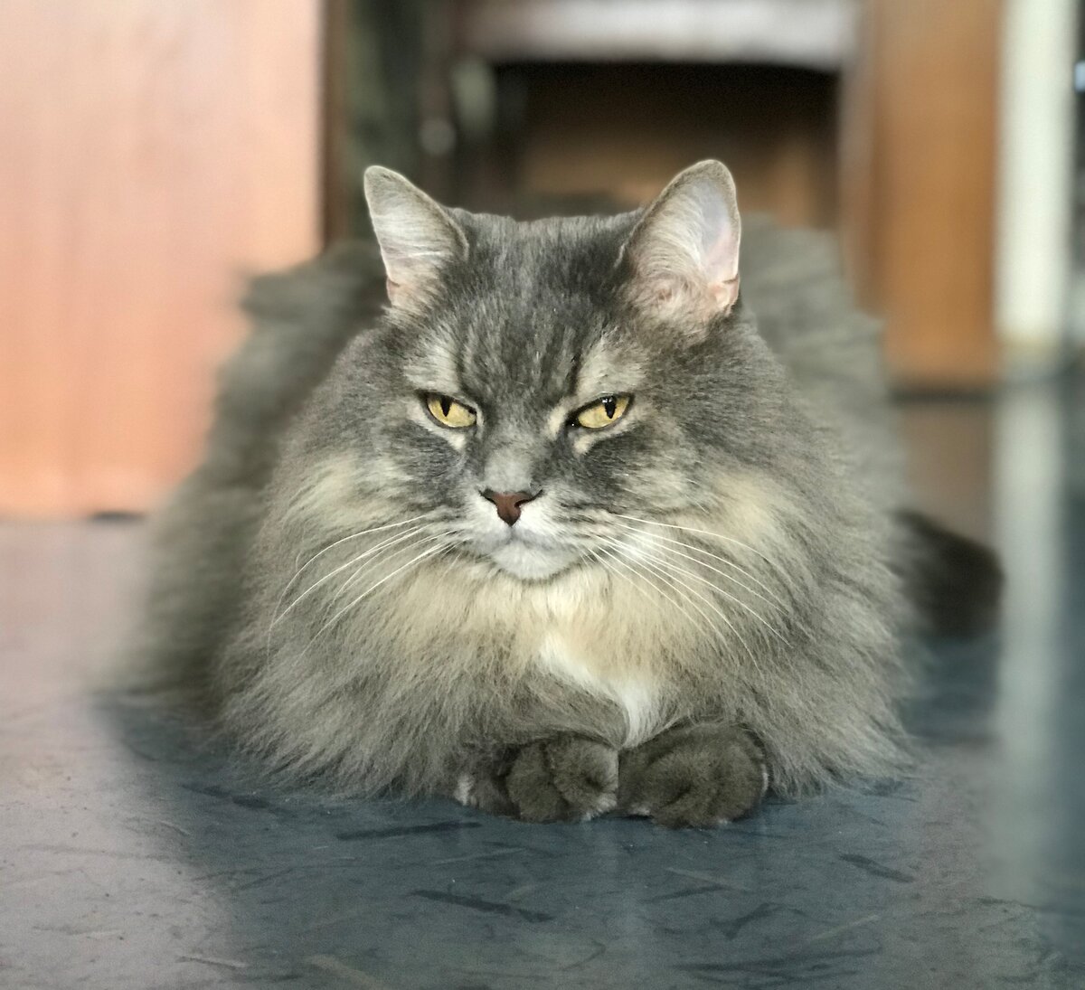 Суровый взгляд