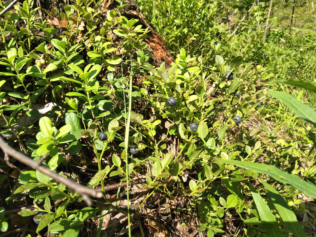 То, что осталось после собирателей.