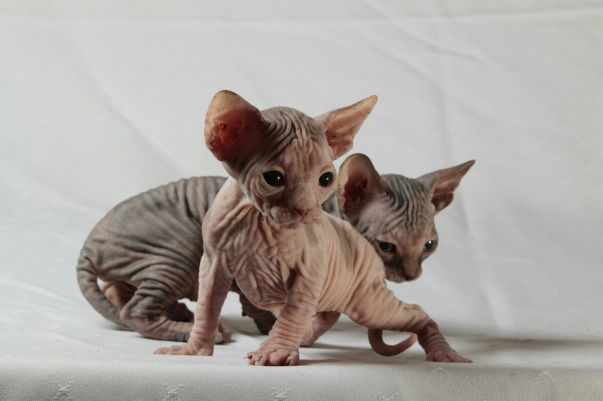 Фото rony michaud с сайта Pixabay 