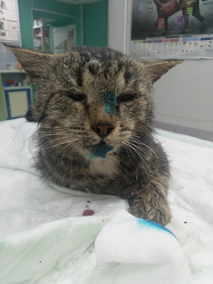 Малыш, уже вернувший себе кошачий вид, фото в Пермской клинике. Изначально он не был похож даже на живого кота. Но он выжил!!! Первые фотографии не публикуем, но готовы выслать по требованию.