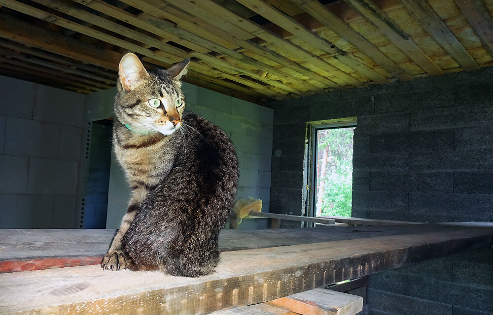 контактные кошки. кошки разумны. морда кота. красивые кошки в полный рост. мейн-кун.
