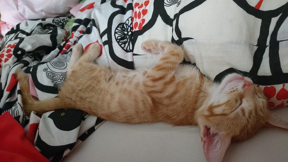 Солнце на подушке. Фото из архива Татьяны