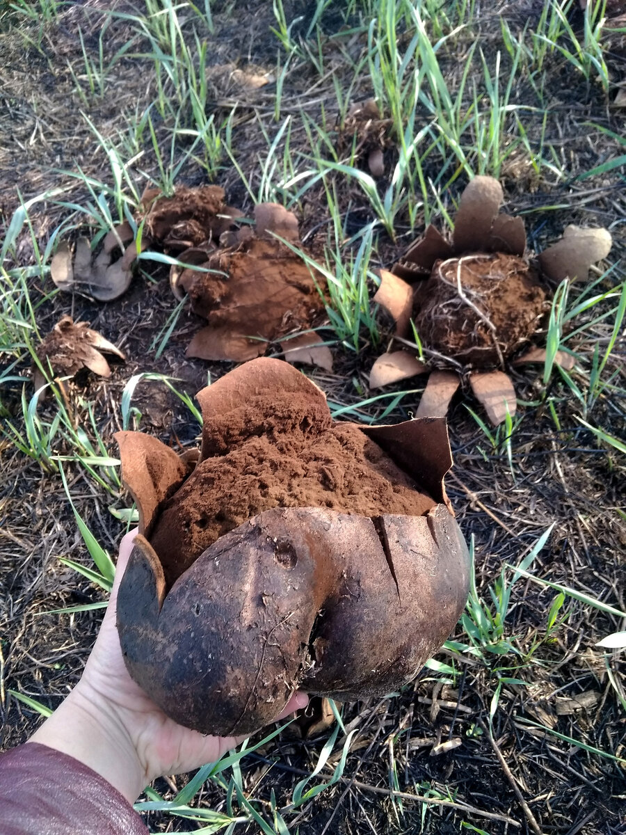 Такой головач поможет остановить кровь при мелком порезе и заживить ранку