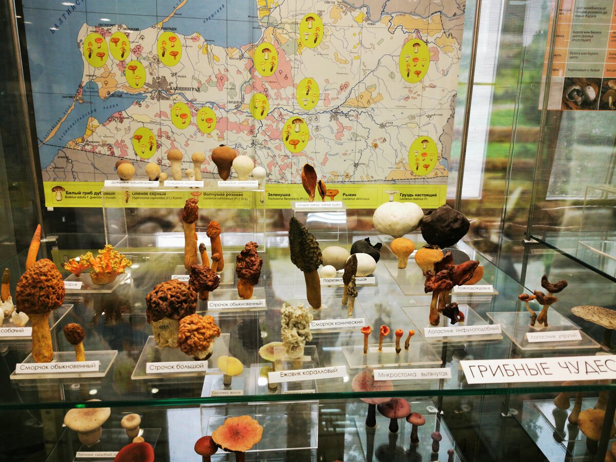 Необычные грибы