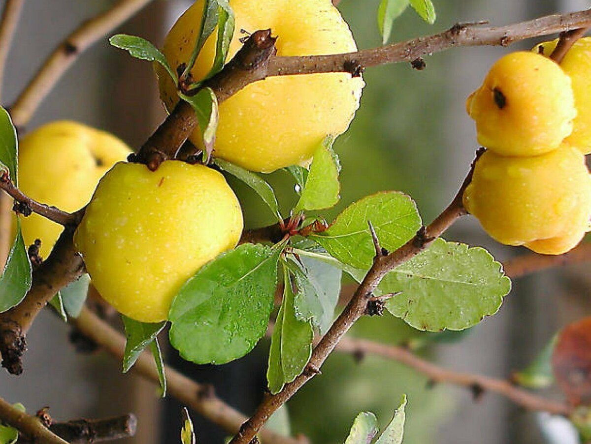 Кустарник лимонник айва
