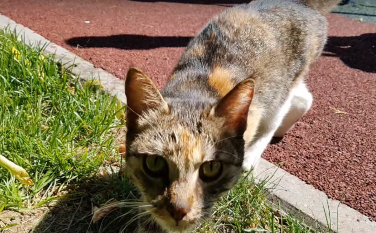 Прохожие увидев такое обращение позвонили зоозащитникам, прибывшие зоозащитники посмотрели на кошку и посчитали ее мёртвой, а её котят забрали центр по спасению животных . Тем не менее на следующий день случилась очень необычная вещь- кошка приползла только передними лапами на то место, где последний раз были её котята . Местный центр по спасению животных немедленно взял её и соединил с котятами.