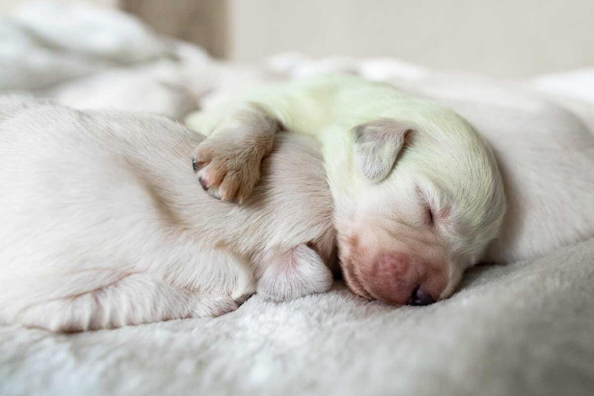 Зеленоватый щенок. Фото: globallookpress