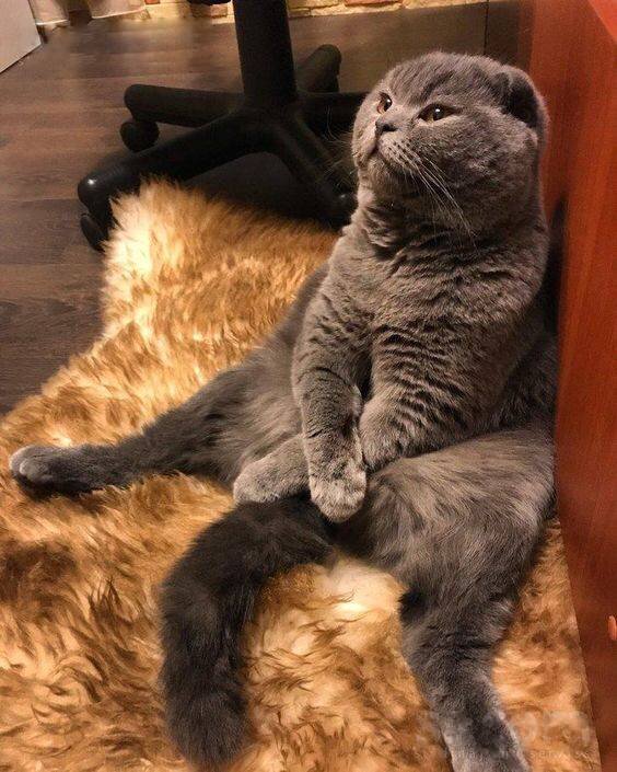 Источник фото: https://www.ss.com