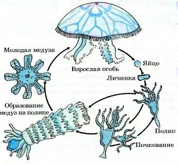 ТОП-7 бессмертных существ живущих на Земле - ученые