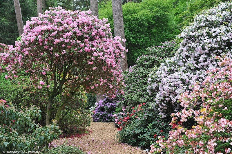 Hobbie Rhododendronpark