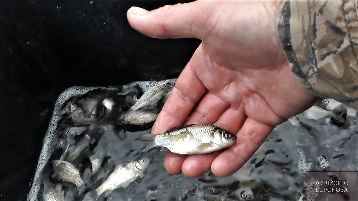 Повреждённая чешуя на карасе