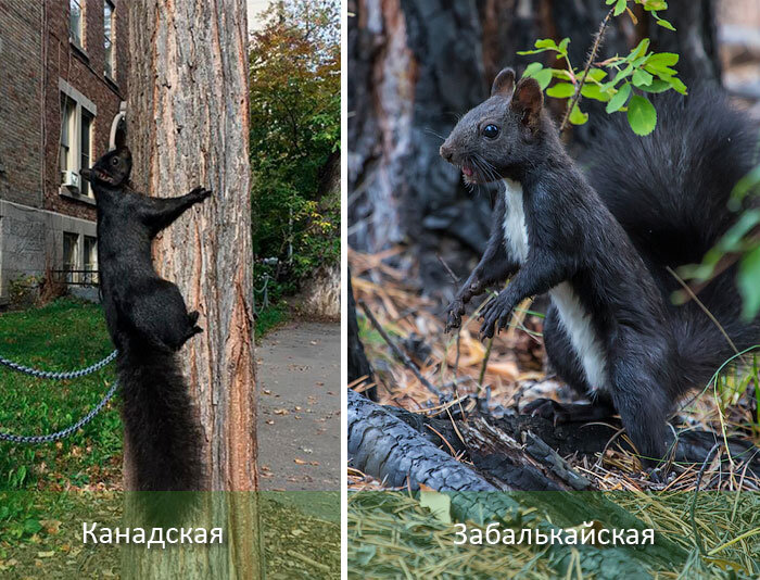 Черные амурские белки удивили москвичей