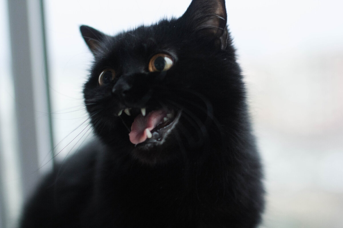 вы "слышите" эту фотографию?