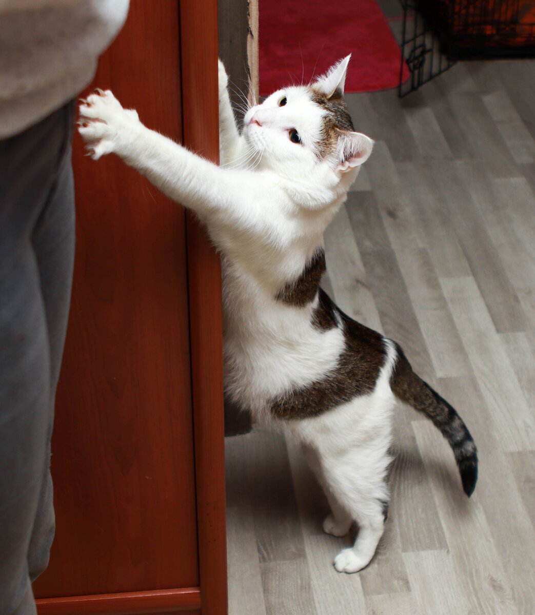 Кот порядочный, несмотря на вечное желание "приударить" за хозяйкой временного дома и гостями.