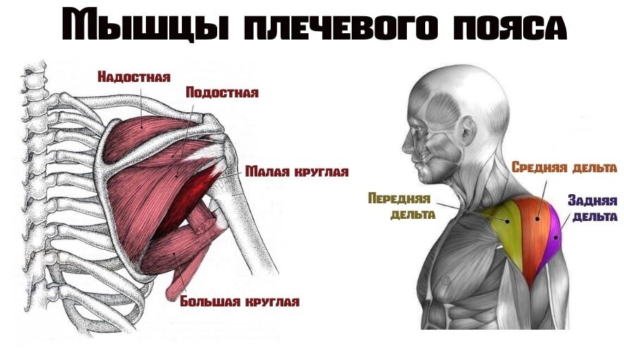 Большая круглая мышца. Надостная подостная и малая круглая мышцы. Подостная мышца малая круглая мышца. Мышцы плечевого пояса подостная мышца. Мышцы плечевого пояса дельтовидная надостная подлопаточная.