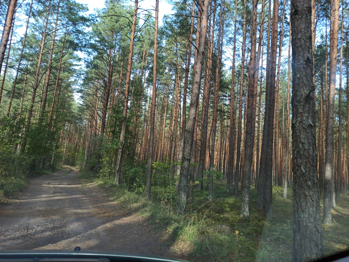 Дорога через лес