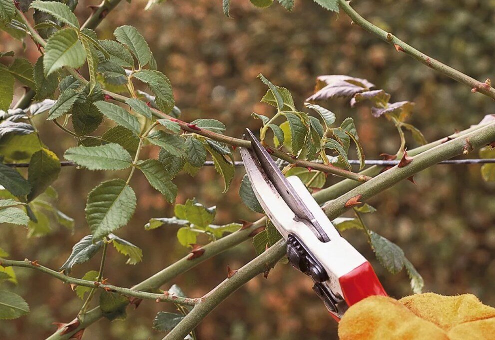 Источник фото Яндекс.Картинки