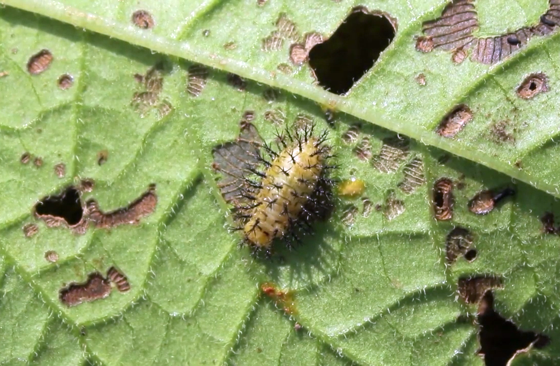 На фото: Личинка картофельной коровки