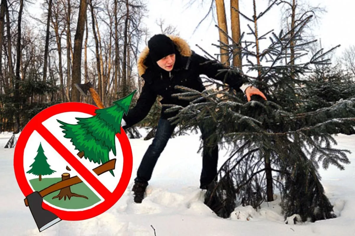 Не рубите дерева!!!