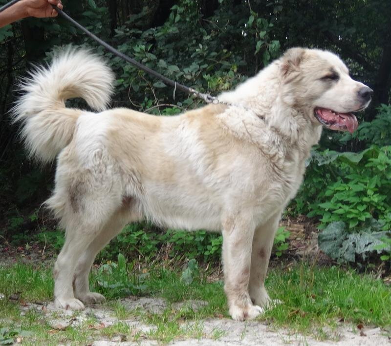 Промежуточный тип шерсти у АКО. Листаем 👉