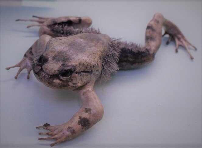 Африканская волосатая лягушка