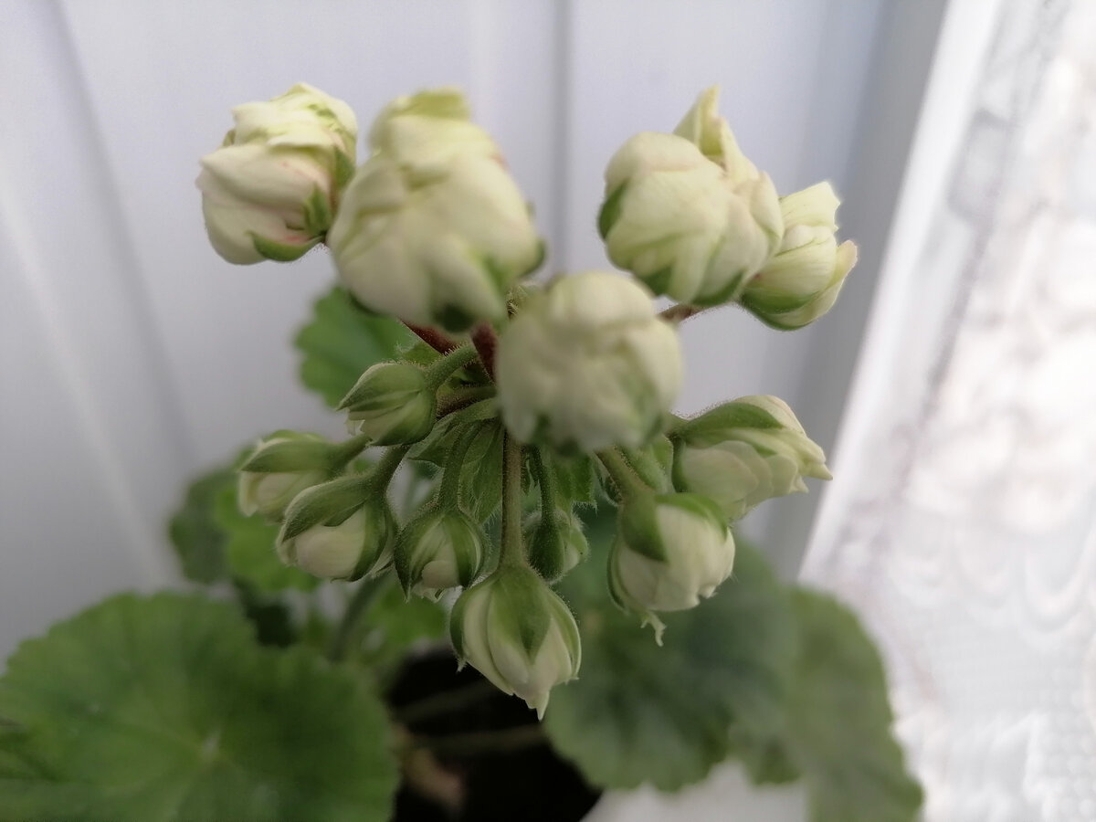 На фото, сорт Принц Густав. 