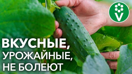 10 Сортов Огурцов, которые Никогда не подведут!