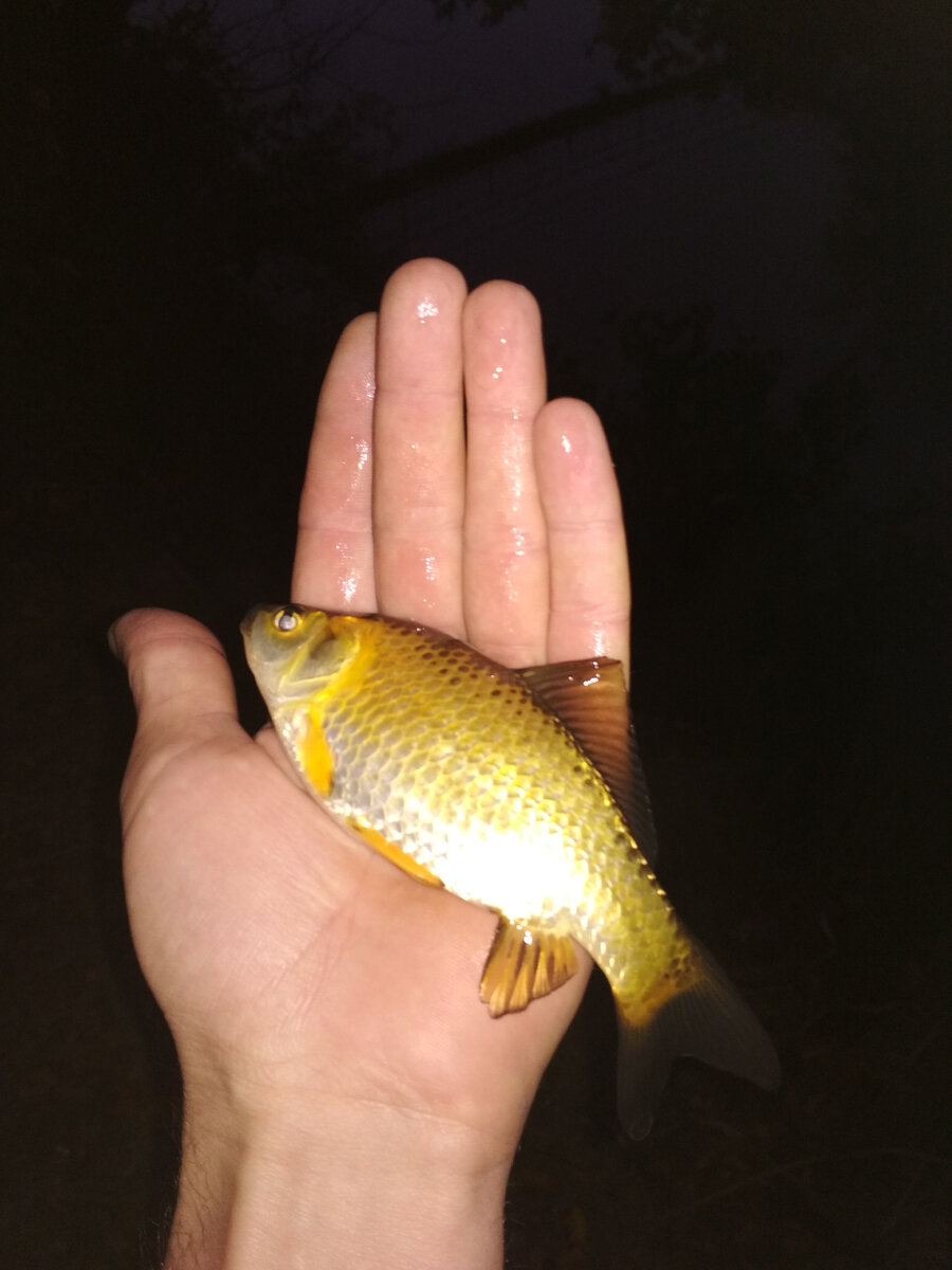 Золотая рыбка ничего не сказала, но я желание загадал)) 