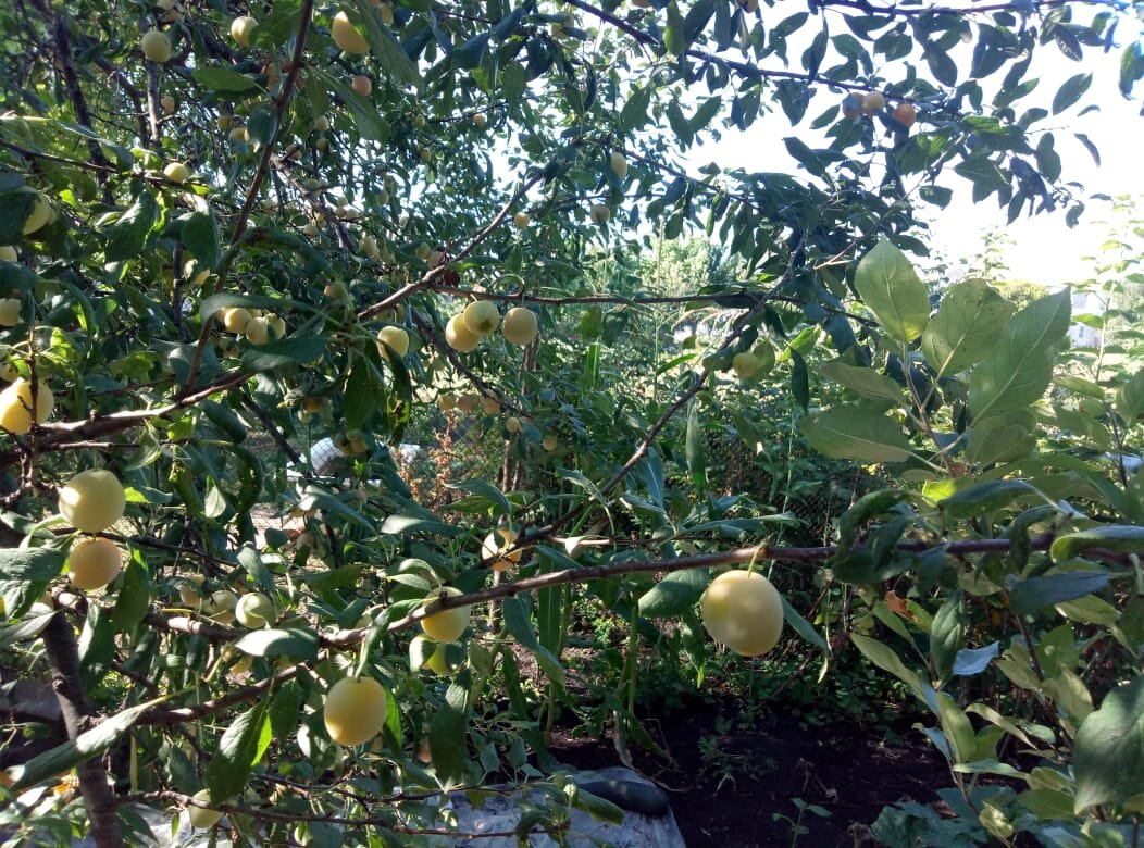 Сад русский. Сливы. Фото автора.