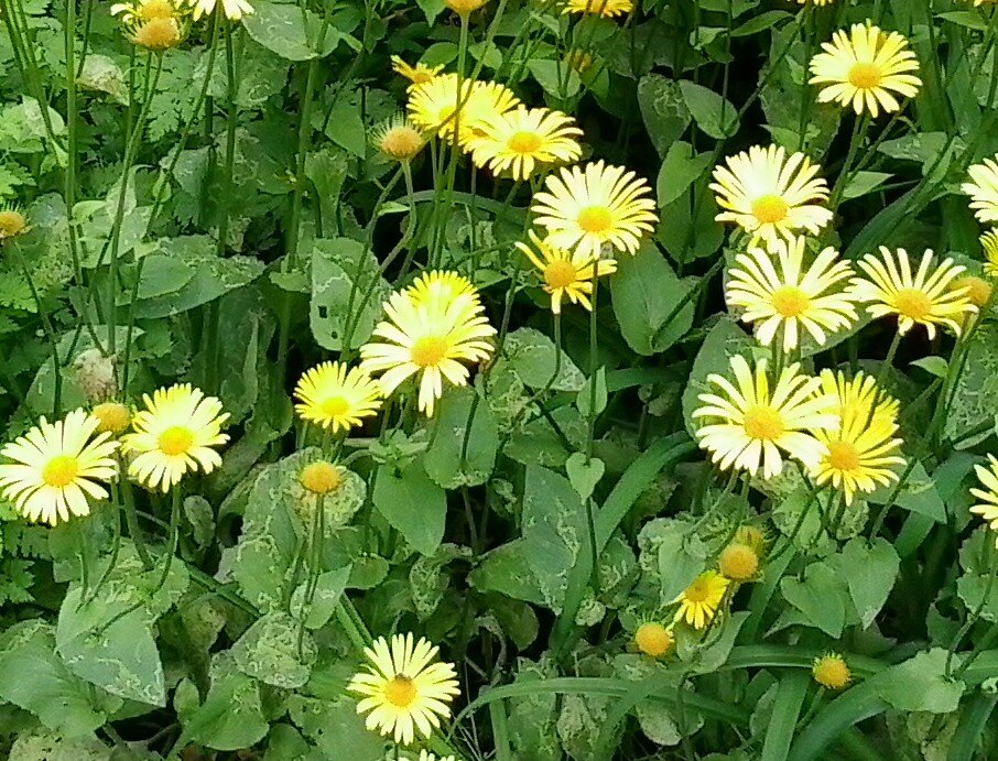 Дороникум восточный (кавказкий)