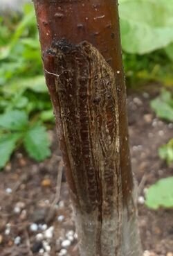 На фотографии, присланной читательницей, четко видна длинная продольная трещина на коре у молодого саженца черешни. 