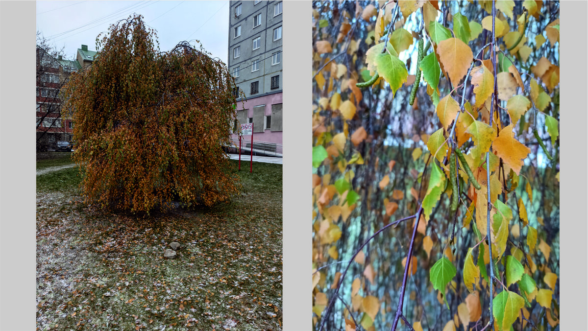 Береза Юнги повислая. фото от 15 ноября 2021 г.