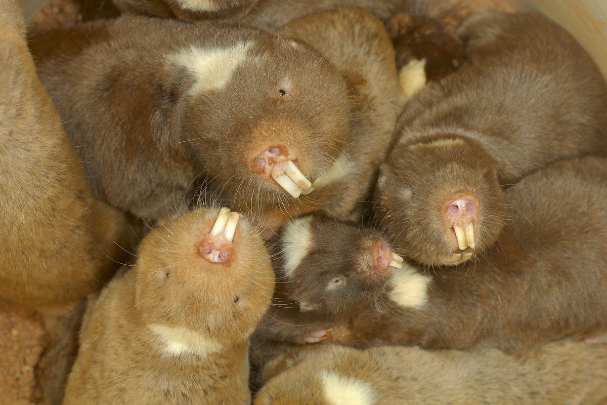 Когда родственники пытаются заставить тебя позировать для семейной фотографии. 