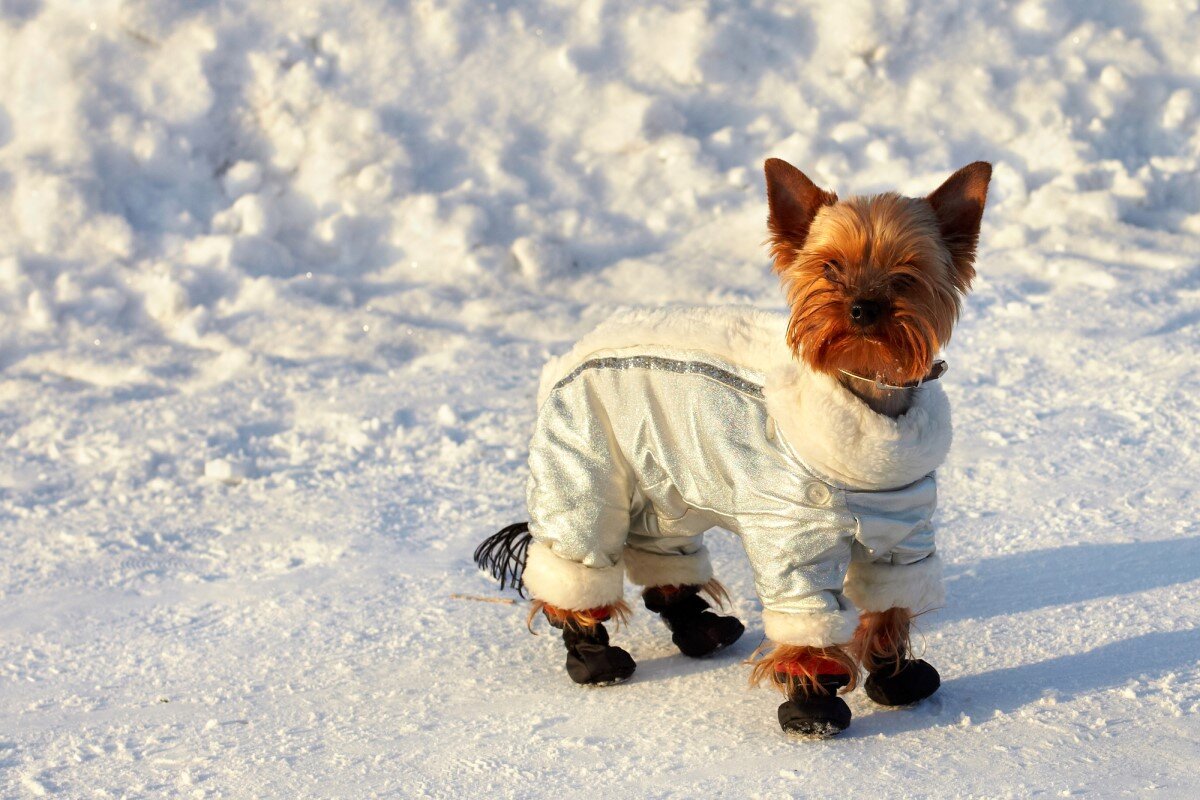 Рекомендации кинологов по зимним прогулкам (фото с сайта  pets-expert.ru)
