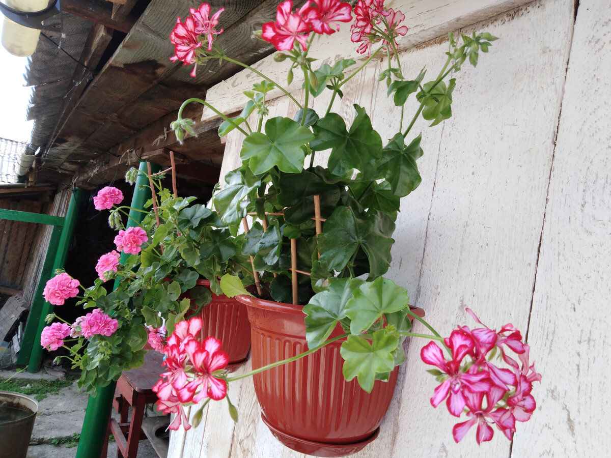 Пеларгония ампельная