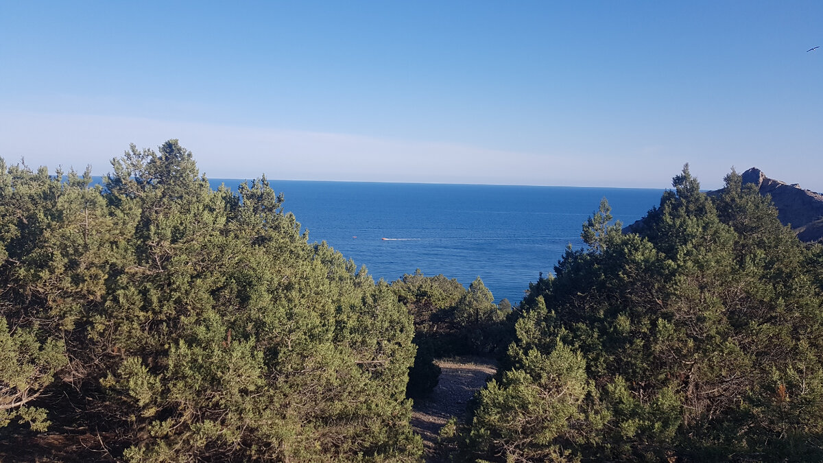 Можжевельники в Новом Свете.