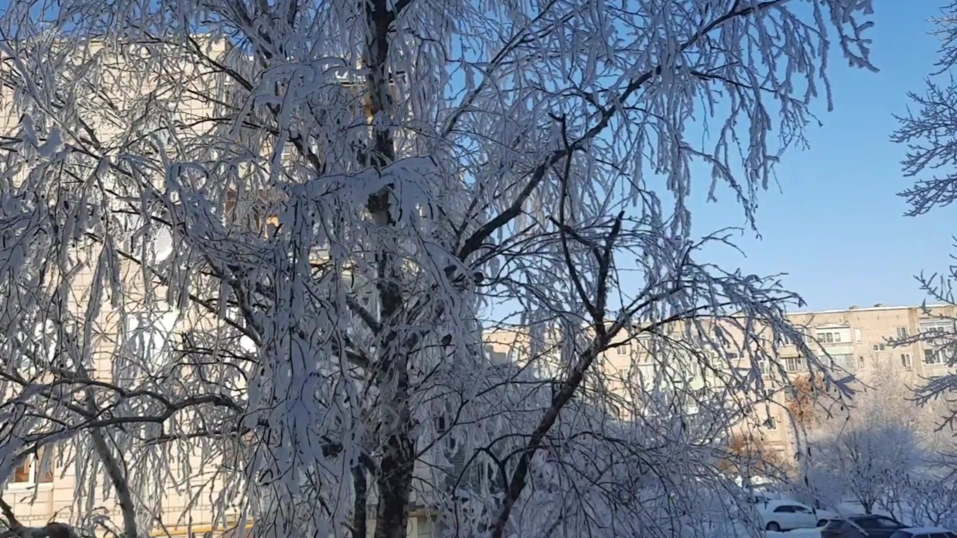 Под березой белою петлюра. Белая береза Краснодар. Береза зима картинка. Распустились кисти белой бахромой. Березы в белом распустили вниз ветки снежные.