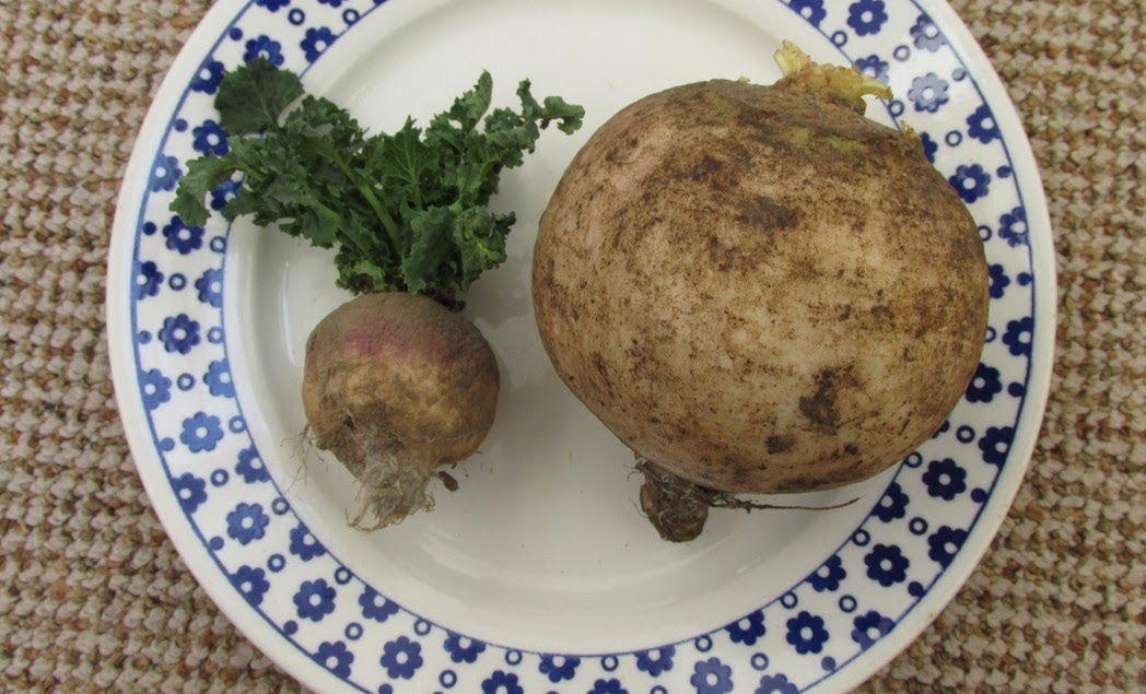 Фото взято из Яндекс Картинки