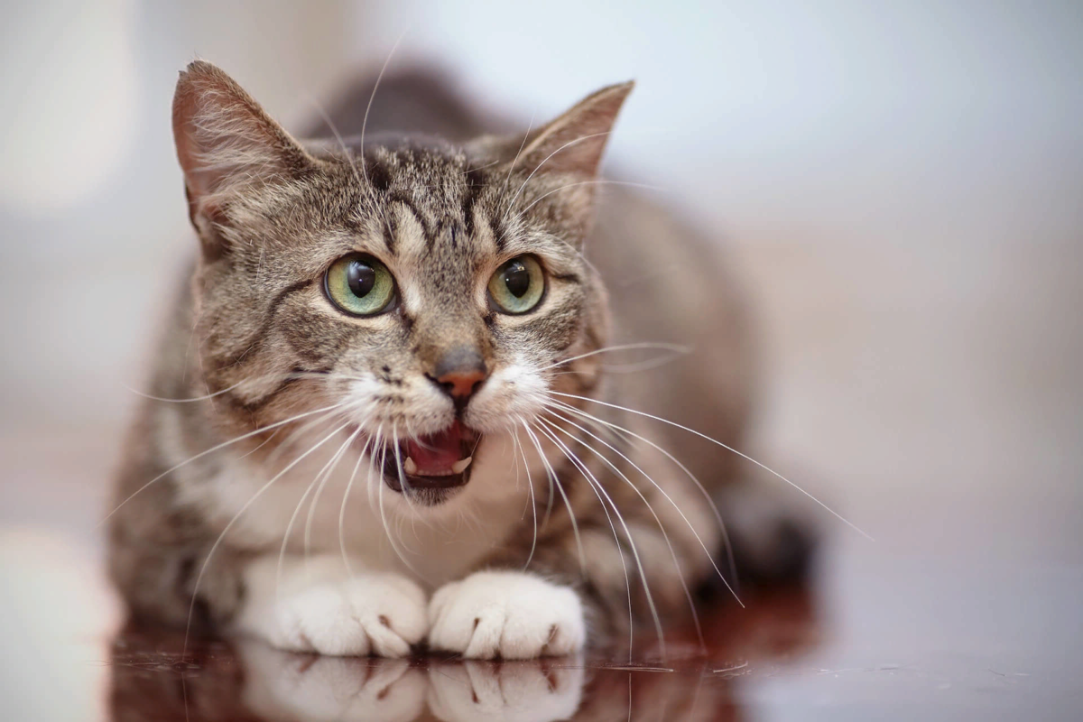 Мяуканье котят слушать в хорошем. Кот. Котик мяукает. Кот с открытым ртом. Кошка с приоткрытым ртом.